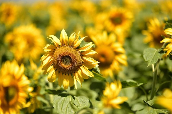 What are the top places to experience traditional Scottish music and dance in the Highlands?